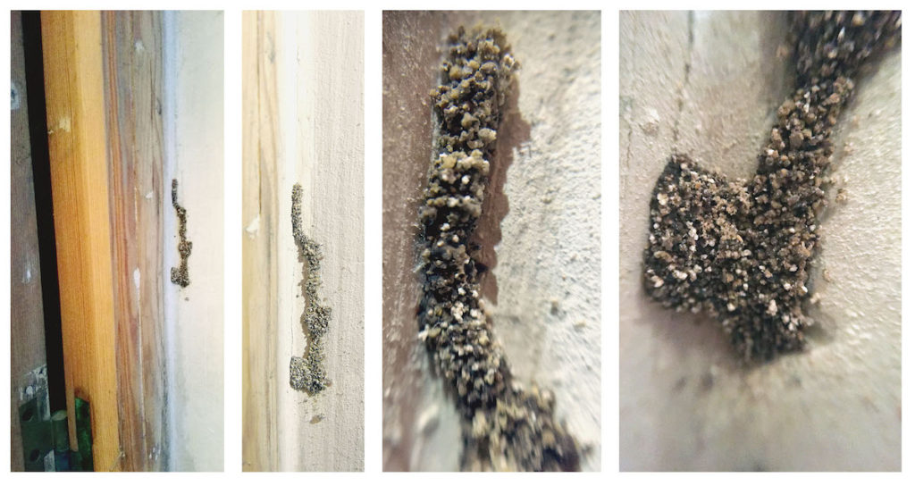 Detalles cordón termitas