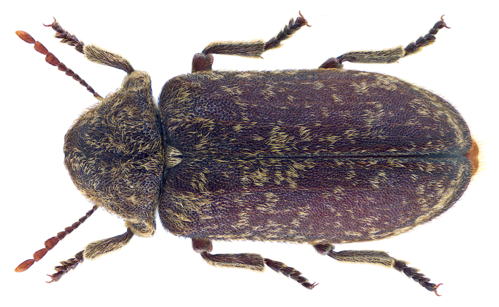 Xestobium Rufovillosum