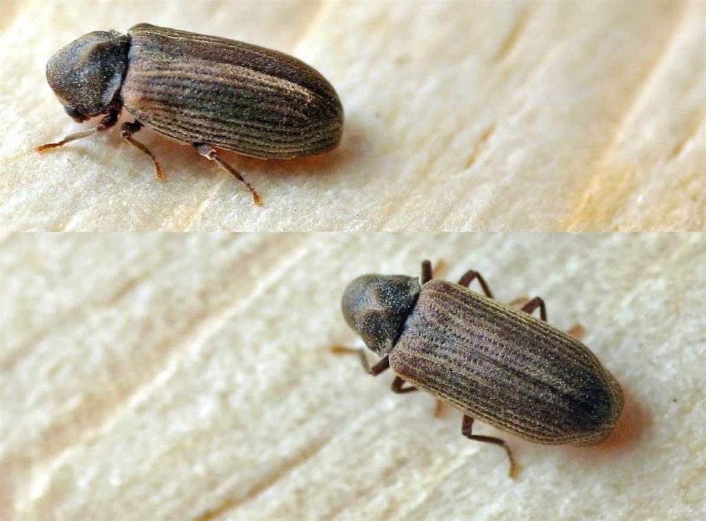Anobium adulto