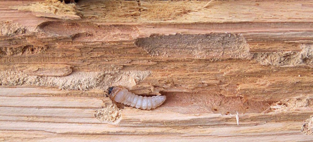 Foto carcoma en fase larva